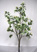 Magnolia Tree